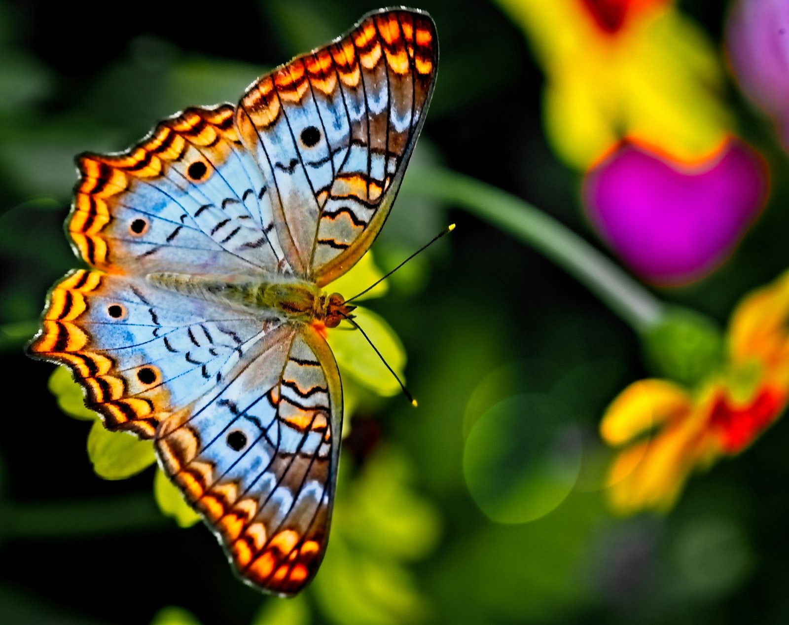 Colorful Butterfly