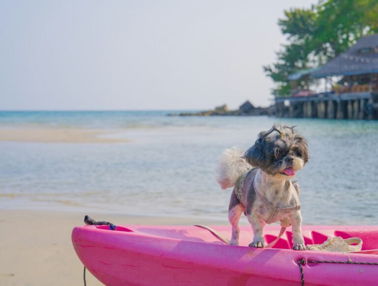 dog on a pink kayak