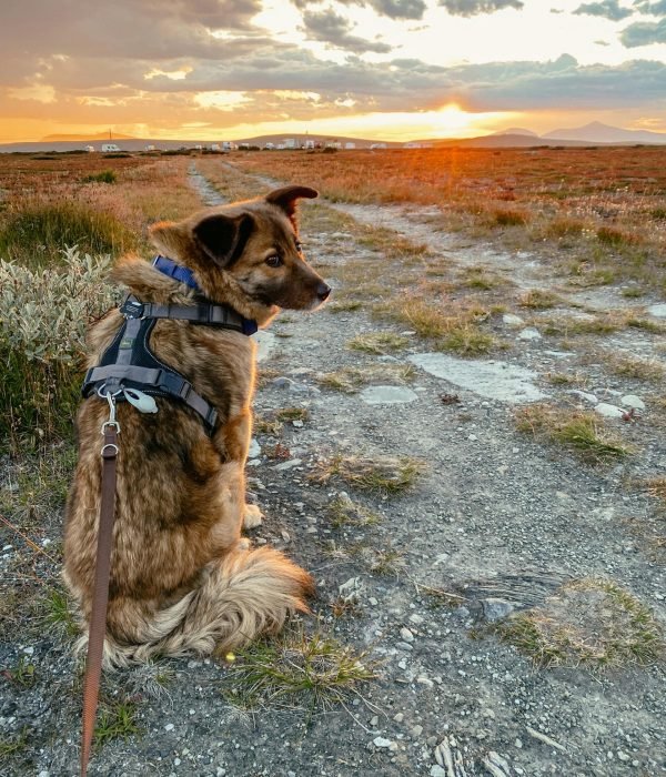 A brown dog on a leash sits on a trail, gazing into the sunset.